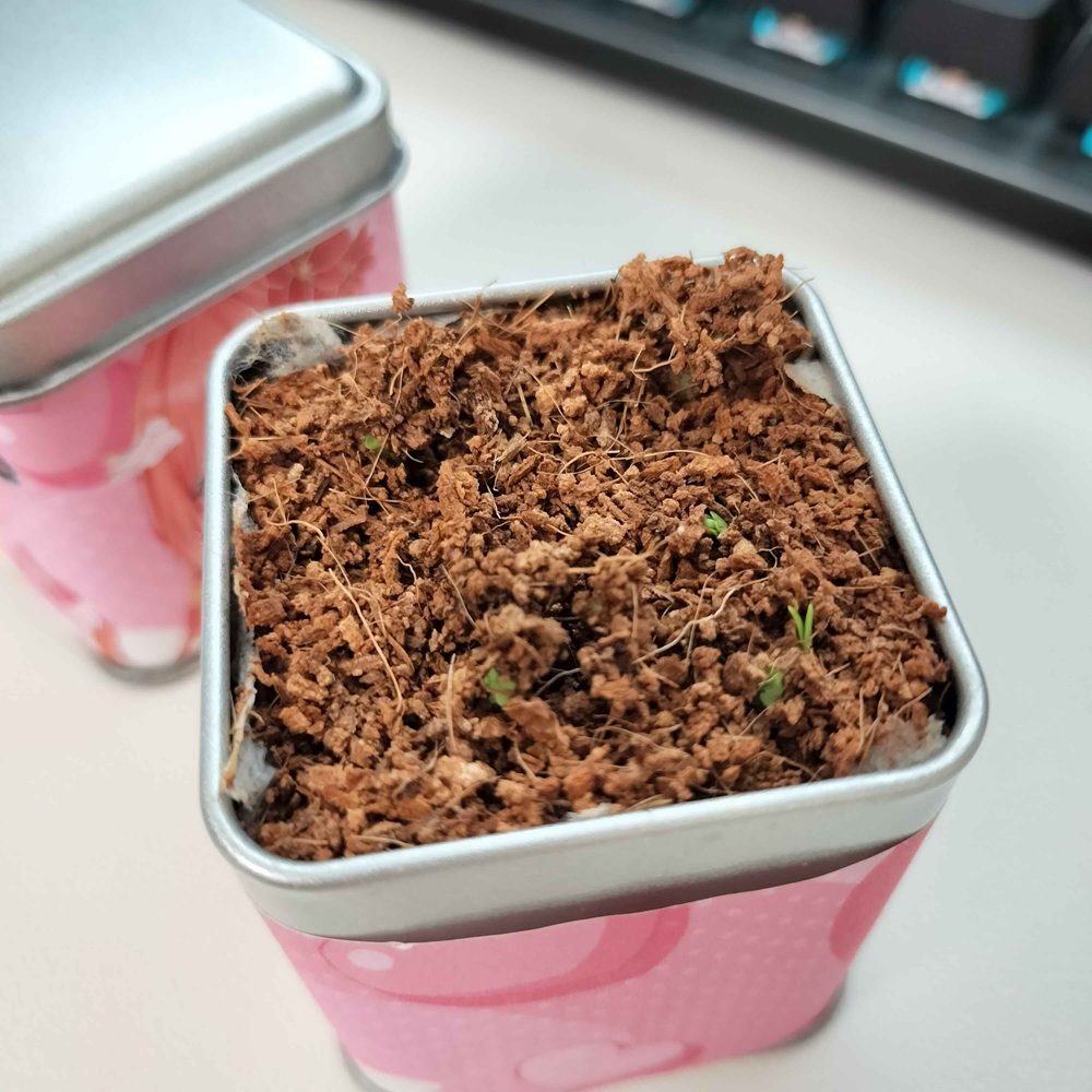 グッズ付きミニ栽培キットのバジルが芽出てきた