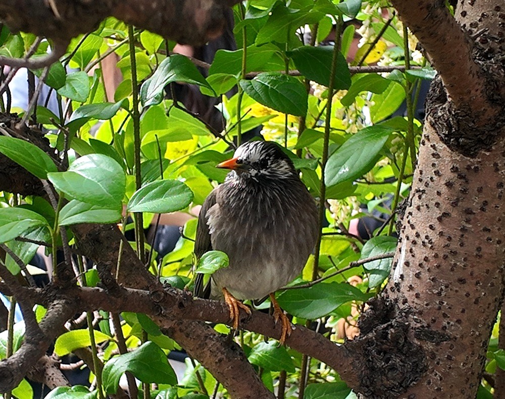 プーさんのハニーハントをスタンバイ中に見た鳥